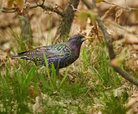Photo for Adult starling, Sturnus vulgaris, in the grass, eating a bee - Royalty Free Image