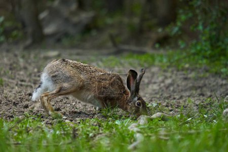 Téléchargez les photos : Lièvre adulte sauvage dans la forêt, se nourrissant dans l'herbe - en image libre de droit