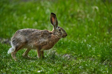 Photo for Wild adult hare in the forest, feeding in the grass - Royalty Free Image
