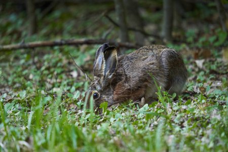 Foto de Liebre adulta salvaje en el bosque, alimentándose en la hierba - Imagen libre de derechos