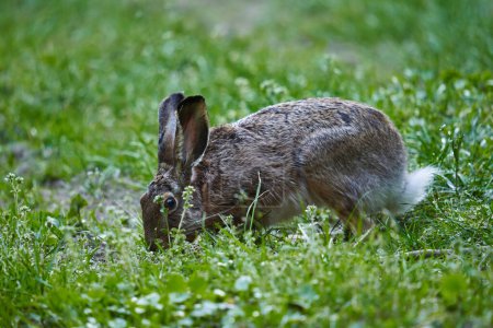 Photo for Wild adult hare in the forest, feeding in the grass - Royalty Free Image
