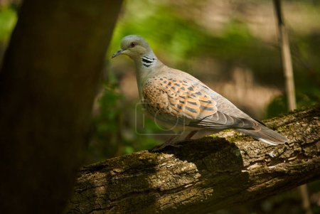 Photo for European turtle dove in the forest, perched on a branch - Royalty Free Image