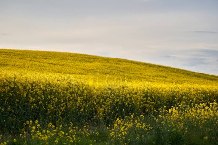 Téléchargez les photos : Paysage avec un champ de canola en fleurs sur une colline - en image libre de droit