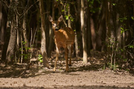 Photo for Pregnant roe deer, capreolus capreolus, at the edge of the forest - Royalty Free Image