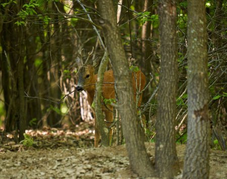 Téléchargez les photos : Roebuck, capreolus capreolus, dans une forêt de chênes avec le manteau de fourrure d'été - en image libre de droit