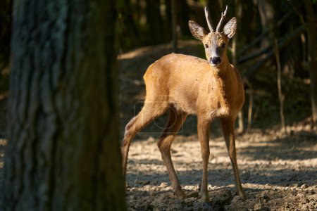 Photo for Roebuck, capreolus capreolus, in an oak forest with the summer fur coat - Royalty Free Image