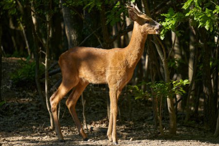 Photo for Roebuck, capreolus capreolus, in an oak forest eating leaves - Royalty Free Image