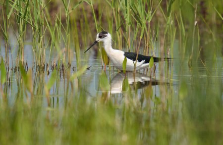 Foto de Zancada de alas negras, Himantopus himantopus, un pájaro zancudo alimentándose de pequeñas criaturas acuáticas en un pantano inundado - Imagen libre de derechos