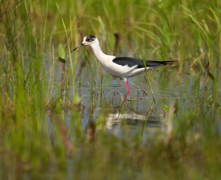 Photo for Black-winged stilt, Himantopus himantopus, a wading bird feeding on tiny water creatures in a flooded marsh - Royalty Free Image