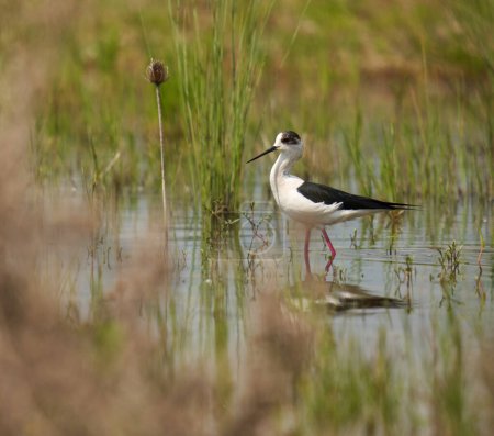 Photo for Black-winged stilt, Himantopus himantopus, a wading bird feeding on tiny water creatures in a flooded marsh - Royalty Free Image