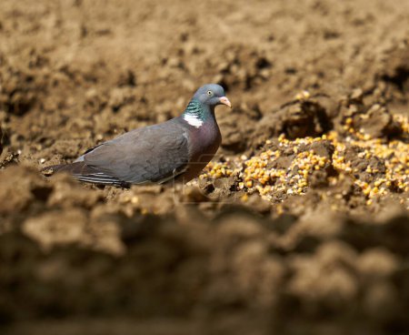 Téléchargez les photos : Pigeon des bois cherchant de la nourriture sur le sol forestier - en image libre de droit