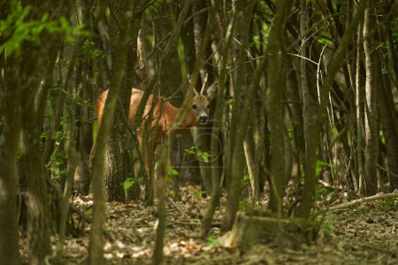 Foto de Roebuck cauteloso, capreolus capreolus, en un bosque de robles, mirando a su alrededor por seguridad - Imagen libre de derechos