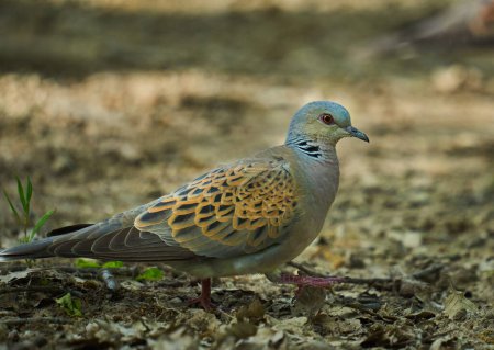 Photo for European turtle dove in the forest, looking around - Royalty Free Image