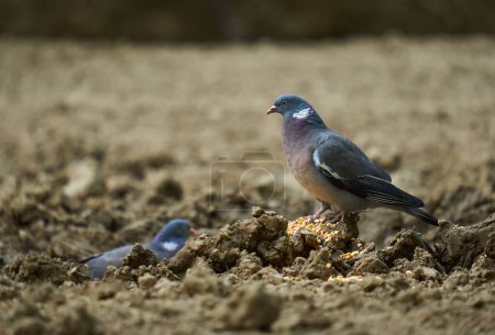 Téléchargez les photos : Pigeons des bois cherchant de la nourriture sur le sol forestier - en image libre de droit