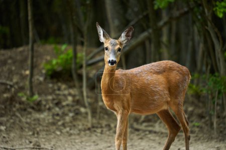 Pregnant roe deer, capreolus capreolus, at the edge of the forest
