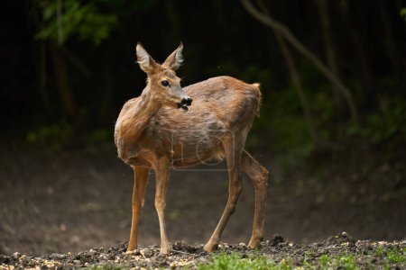 Photo for Pregnant roe deer (capreolus capreolus) at the edge of the forest - Royalty Free Image
