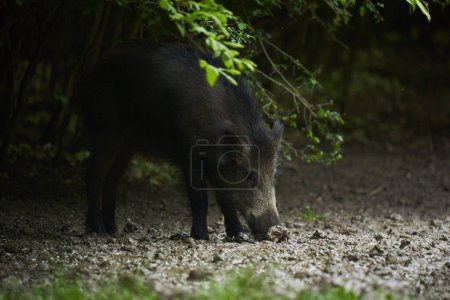 Foto de Cerdo salvaje grande y joven, cerdo salvaje, en el bosque después del atardecer - Imagen libre de derechos