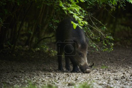 Photo for Large young wild hog, feral pig, in the forest after sunset - Royalty Free Image