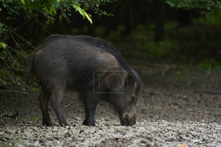 Téléchargez les photos : Grand jeune porc sauvage, cochon sauvage, dans la forêt après le coucher du soleil - en image libre de droit