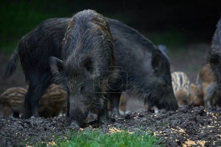 Photo for Herd of wild hogs, feral pigs, of all ages, rooting in forest, after sunset - Royalty Free Image