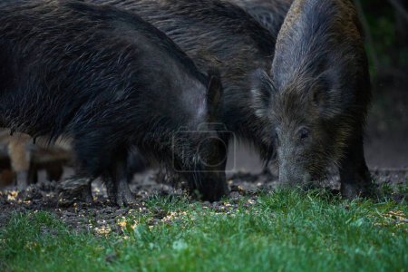 Téléchargez les photos : Troupeau de porcs sauvages, porcs sauvages, de tous âges, enracinés dans la forêt, après le coucher du soleil - en image libre de droit