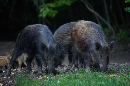 Manada de cerdos salvajes, jabalíes, de todas las edades, enraizándose en el bosque, después del atardecer 