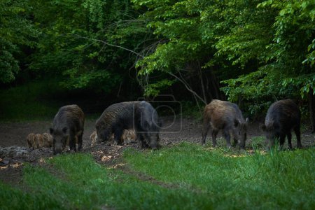 Téléchargez les photos : Troupeau de porcs sauvages, porcs sauvages, de tous âges, enracinés dans la forêt, après le coucher du soleil - en image libre de droit