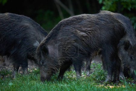 Foto de Manada de cerdos salvajes, jabalíes, de todas las edades, enraizándose en el bosque, después del atardecer - Imagen libre de derechos