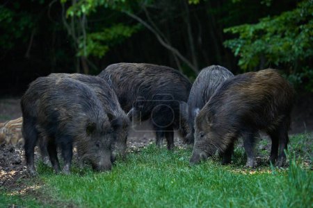 Foto de Manada de cerdos salvajes, jabalíes, de todas las edades, enraizándose en el bosque, después del atardecer - Imagen libre de derechos