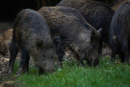 Photo for Herd of wild hogs, feral pigs, of all ages, rooting in forest, after sunset - Royalty Free Image