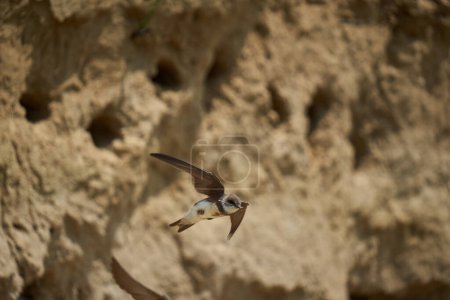 Photo for Sand martin, Riparia riparia, colony in a mud bank - Royalty Free Image