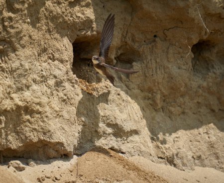 Téléchargez les photos : Martin de sable, Riparia riparia, colonie dans un banc de boue - en image libre de droit