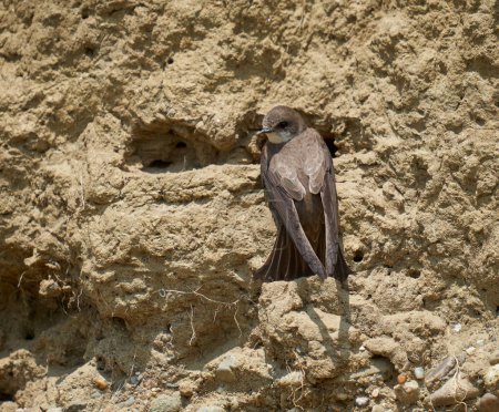 Téléchargez les photos : Martin de sable, Riparia riparia, colonie dans un banc de boue - en image libre de droit