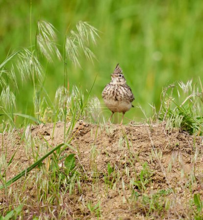 Foto de Alondra crestada, Galerida cristata, de pie en el suelo en la hierba - Imagen libre de derechos
