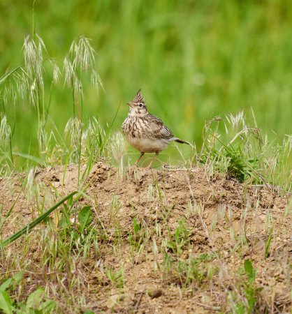 Foto de Alondra crestada, Galerida cristata, de pie en el suelo en la hierba - Imagen libre de derechos