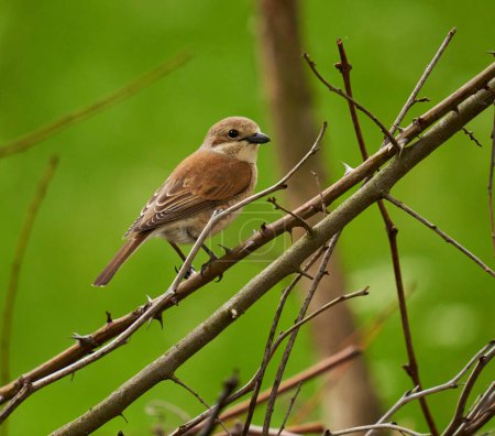 Photo for Female of red backed shrike perched on a twig - Royalty Free Image