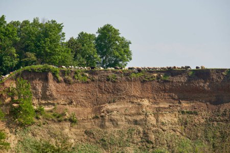 Téléchargez les photos : Troupeau de moutons et de chèvres paissant dangereusement au bord d'une falaise - en image libre de droit