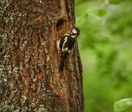 Foto de Pájaro carpintero manchado medio, Dendrocopos medius, encaramado en una rama de árbol entre las hojas - Imagen libre de derechos