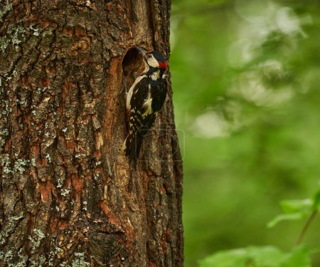 Photo for Middle Spotted Woodpecker, Dendrocopos medius, perched on a tree branch among leaves - Royalty Free Image
