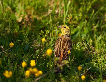 Téléchargez les photos : Oiseau jaunâtre au sol à la recherche de nourriture dans l'herbe - en image libre de droit
