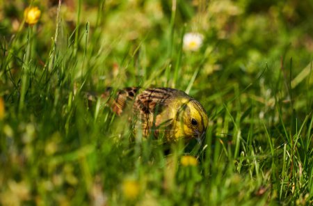Photo for Yellowhammer bird on the ground looking for food in the grass - Royalty Free Image