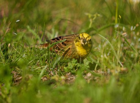 Foto de Yellowhammer pájaro en el suelo en busca de comida en la hierba - Imagen libre de derechos
