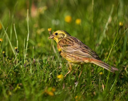 Foto de Yellowhammer pájaro en el suelo en busca de comida en la hierba - Imagen libre de derechos