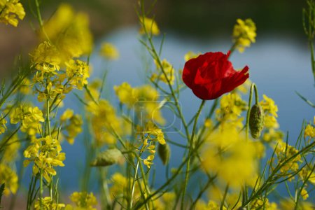 Téléchargez les photos : Fleurs d'été, beaux coquelicots rouges et fleurs jaunes en gros plan sur fond flou - en image libre de droit