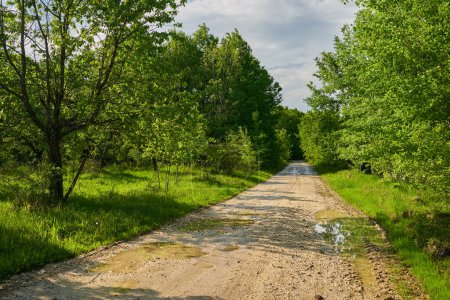 Photo for Muddy dirt road through the forest in the countryside - Royalty Free Image