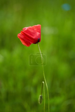 Foto de Flores de verano, hermosa amapola roja en primer plano sobre fondo borroso - Imagen libre de derechos