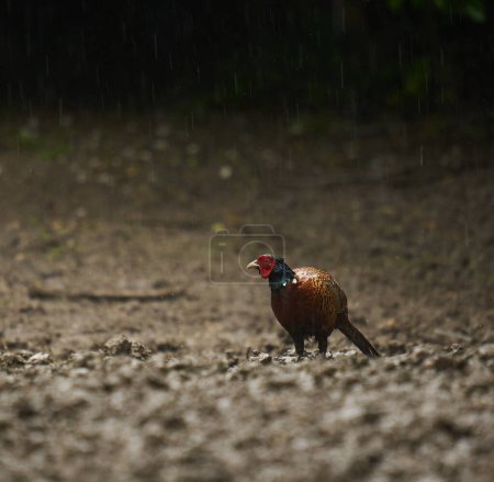Téléchargez les photos : Immersion de faisan mâle humide dans la pluie dans une forêt - en image libre de droit