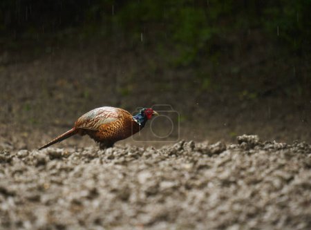 Téléchargez les photos : Immersion de faisan mâle humide dans la pluie dans une forêt - en image libre de droit