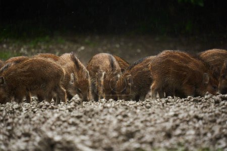 Photo for A herd of wild hogs, feral pigs, of all ages in rain, rooting in forest mud, after sunset - Royalty Free Image