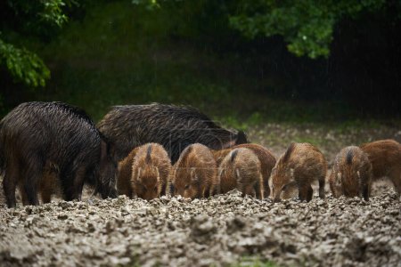 Foto de Una manada de cerdos salvajes, jabalíes, de todas las edades bajo la lluvia, enraizándose en el barro del bosque, después del atardecer - Imagen libre de derechos